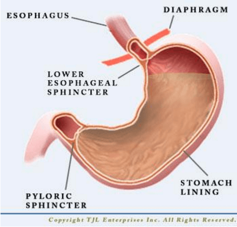 Gastrik Gerd dan Anxiety